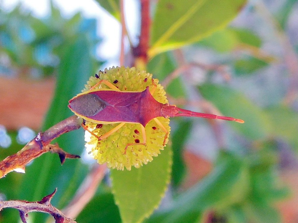 Coreidae: neanide di Gonocerus sp.